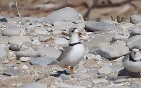 One Piper Plover Bird Playfully Steps on Another - Animals - VIDEOTIME.COM