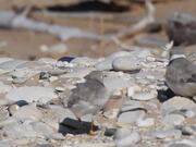 One Piper Plover Bird Playfully Steps on Another