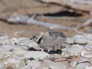 One Piper Plover Bird Playfully Steps on Another