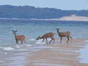 Group of Deers Enjoy Themselves at Beach