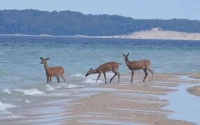 Group of Deers Enjoy Themselves at Beach