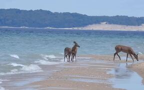 Group of Deers Enjoy Themselves at Beach - Animals - VIDEOTIME.COM
