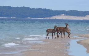Group of Deers Enjoy Themselves at Beach - Animals - VIDEOTIME.COM
