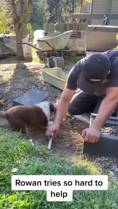 Puppy Assists Owner In Digging Ground