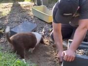 Puppy Assists Owner In Digging Ground