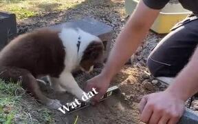 Puppy Assists Owner In Digging Ground - Animals - VIDEOTIME.COM