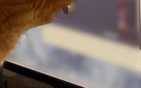 Cat Scratches Computer Screen - Animals - VIDEOTIME.COM