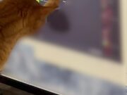 Cat Scratches Computer Screen