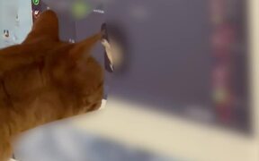 Cat Scratches Computer Screen - Animals - VIDEOTIME.COM