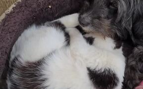 Mom Doggy Generously Feeds Kittens With Her Milk - Animals - VIDEOTIME.COM