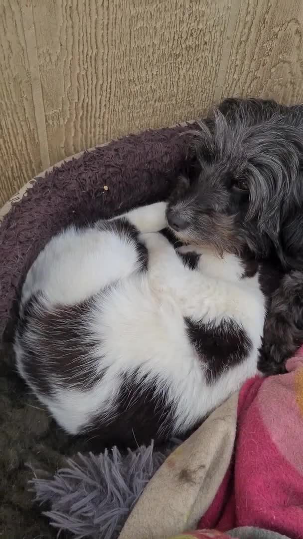 Mom Doggy Generously Feeds Kittens With Her Milk