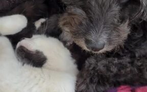 Mom Doggy Generously Feeds Kittens With Her Milk - Animals - VIDEOTIME.COM