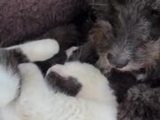 Mom Doggy Generously Feeds Kittens With Her Milk