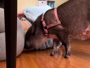Pig Gives Massages to Owner