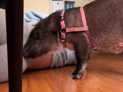 Pig Gives Massages to Owner