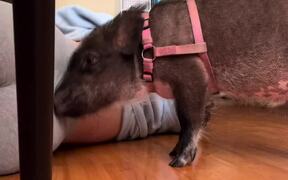 Pig Gives Massages to Owner - Animals - VIDEOTIME.COM