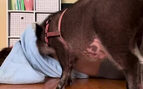 Pig Gives Massages to Owner - Animals - VIDEOTIME.COM