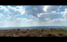 Wild Beauty: Mustang Spirit of the West Trailer - Movie trailer - VIDEOTIME.COM
