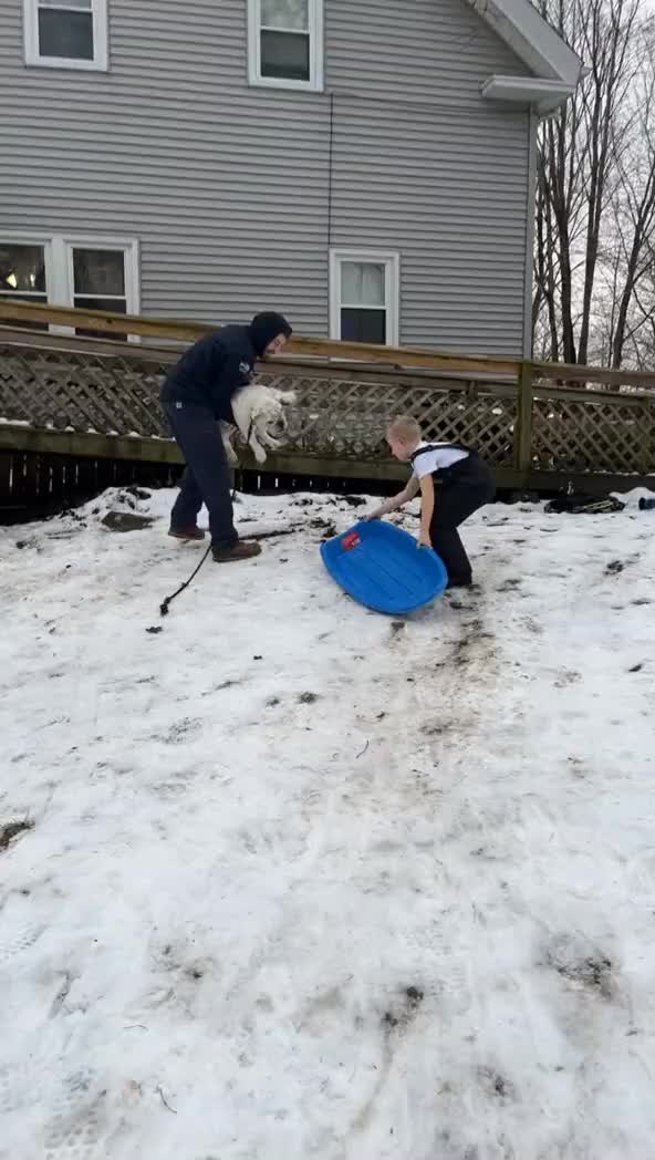 Dog Enjoys Sliding Down On Snow