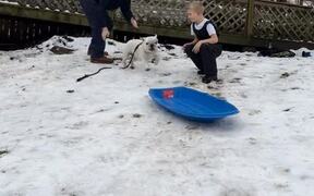 Dog Enjoys Sliding Down On Snow - Animals - VIDEOTIME.COM