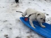 Dog Enjoys Sliding Down On Snow