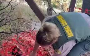 Wild Piglet is Saved After Getting Stuck in Net