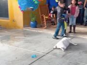 Excited Dog Happily Breaks Pinata at Party