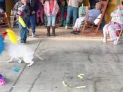 Excited Dog Happily Breaks Pinata at Party
