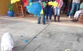 Excited Dog Happily Breaks Pinata at Party - Animals - VIDEOTIME.COM