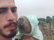  Owner And Capybara Chew Leaves Together