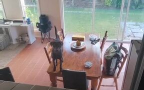 Dog Climbs Atop Table and Walks All Over It - Animals - VIDEOTIME.COM