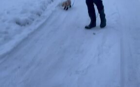Puppy Slips on Snow Wearing New Snow Boots - Animals - VIDEOTIME.COM