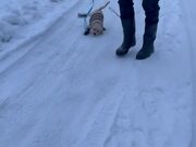 Puppy Slips on Snow Wearing New Snow Boots