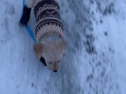 Puppy Slips on Snow Wearing New Snow Boots