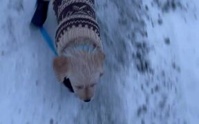 Puppy Slips on Snow Wearing New Snow Boots - Animals - VIDEOTIME.COM