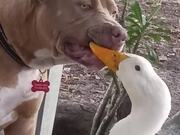 Dog and Duck Play Together