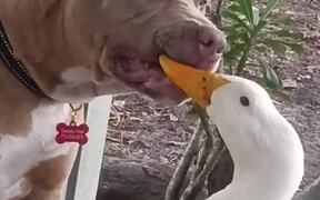 Dog and Duck Play Together - Animals - VIDEOTIME.COM