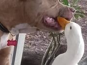Dog and Duck Play Together