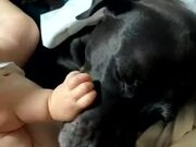 Baby Enjoys Playtime With Their Pet Dog