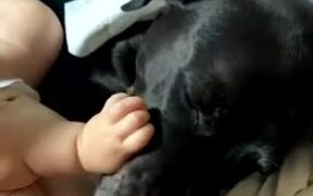 Baby Enjoys Playtime With Their Pet Dog - Animals - VIDEOTIME.COM