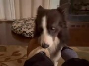 Dog Takes Cares of Sick Owner