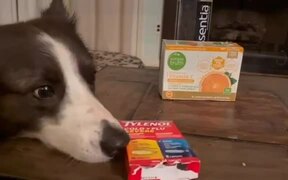 Dog Takes Cares of Sick Owner - Animals - VIDEOTIME.COM