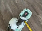 Dog Rides on Mop While Owner Cleans Floor