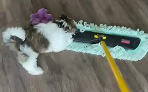 Dog Rides on Mop While Owner Cleans Floor - Animals - VIDEOTIME.COM