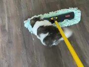 Dog Rides on Mop While Owner Cleans Floor