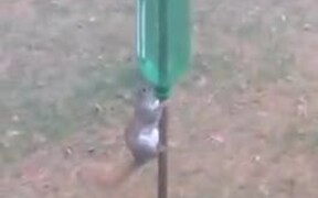 Smart Squirrel Pushes Bottle on Pole to Reach Food