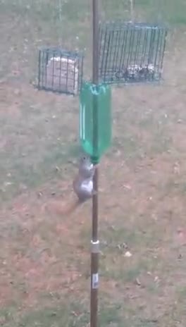Smart Squirrel Pushes Bottle on Pole to Reach Food