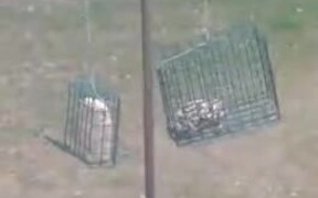 Smart Squirrel Pushes Bottle on Pole to Reach Food - Animals - Videotime.com