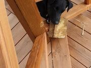 Playful Dog Drops Piece of Wood on Human's Head