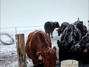 Cow Gives Hilarious Reactions While Drinking Water